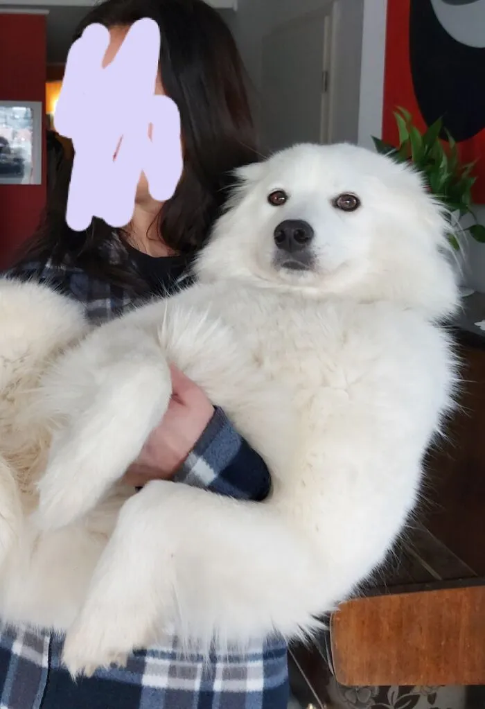 My Sister Holding Our Samoyed Doggo
