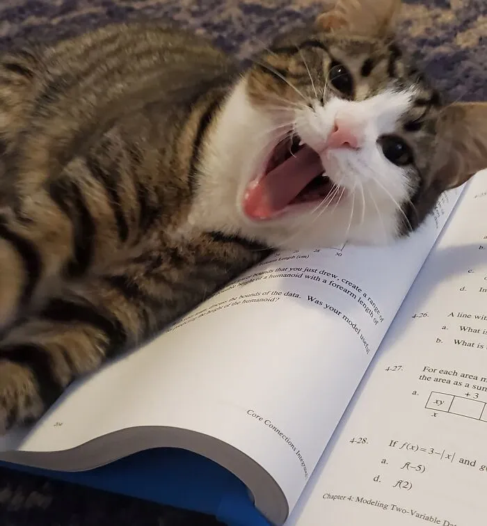 Mi maravilloso gato que me ayuda con las matemáticas