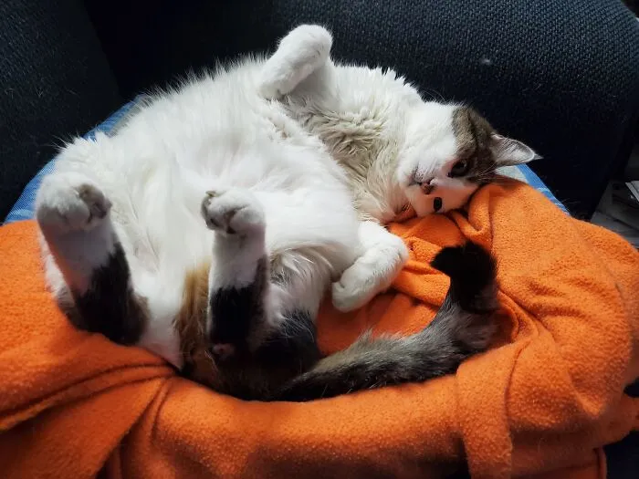Tali Being Tali