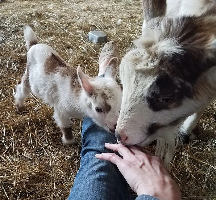 My Favorite Goat Mama, Sonnet And Her Forever Baby, Cadence Who Was Scared Until Mama Told Her It Was Safe To Say Hi.