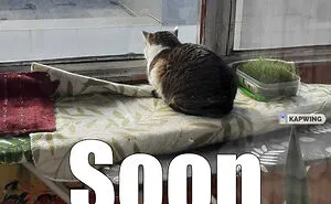 Hey Pandas, Turn A Pic Of Your Pet Into A Meme (Closed)