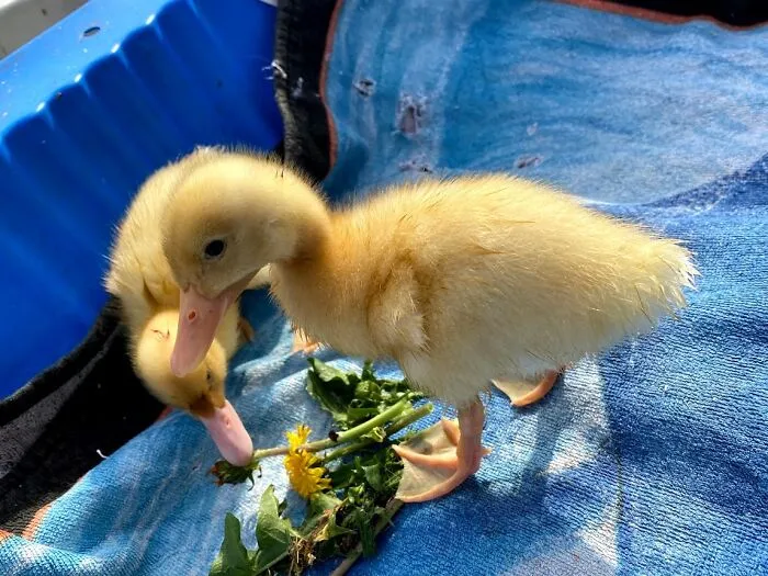 Our Saved Ducklings