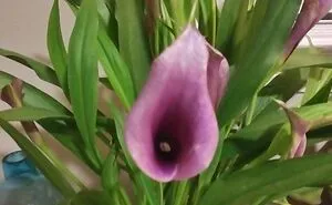 Hey Pandas, Post A Picture Of One Of Your Plants (Closed)