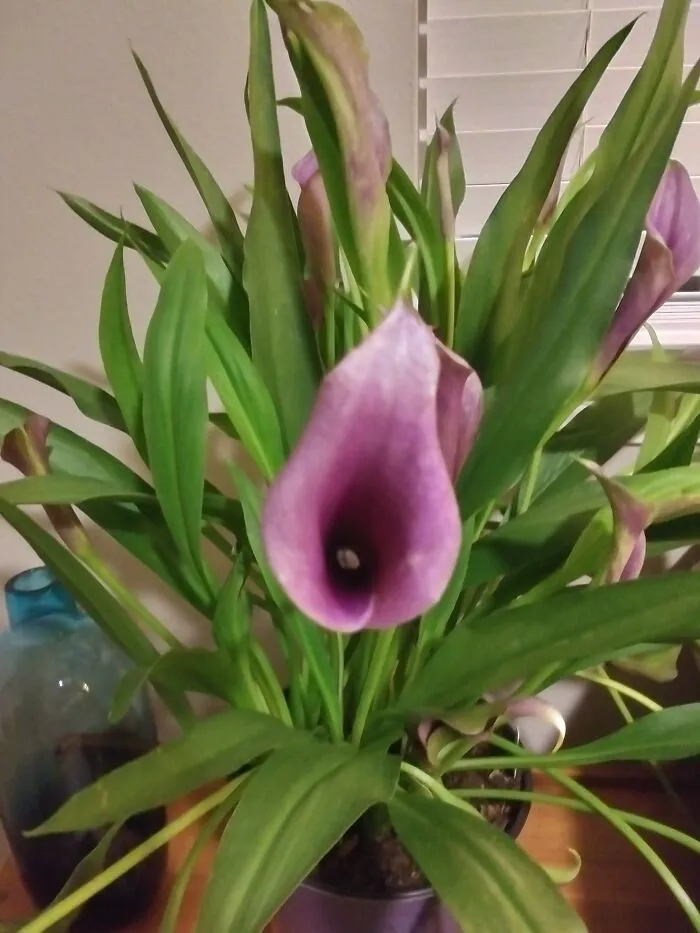 Purple Lily