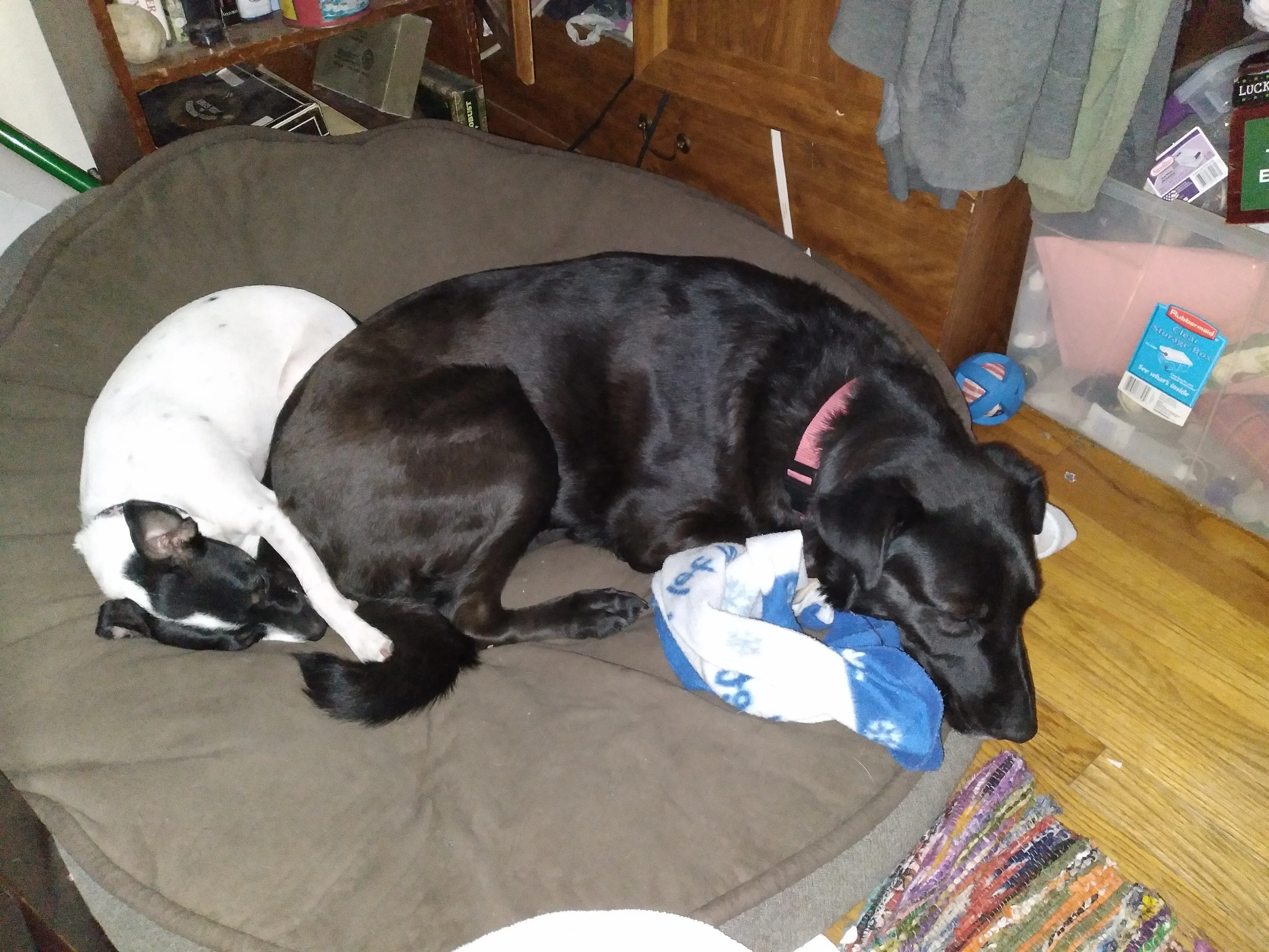 I Rescued 'Sisters' Who Saved My Life