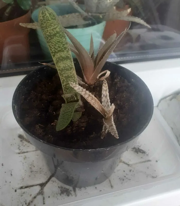 Succulents