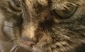Hey Pandas, Turn A Pic Of Your Pet Into A Meme (Closed)