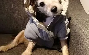 Hey Pandas, Turn A Pic Of Your Pet Into A Meme (Closed)