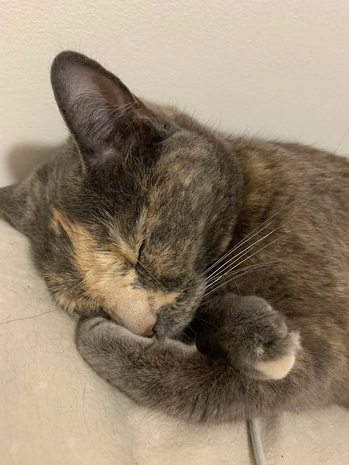 My Cat Honeybee 🐝