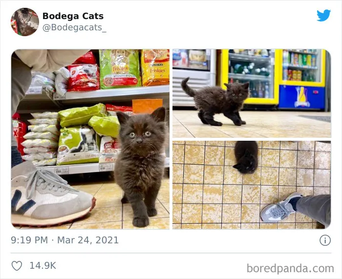 Esta cuenta de Twitter colecciona fotos de gatos en tiendecitas actuando como si fueran los dueños (50 fotos nuevas)