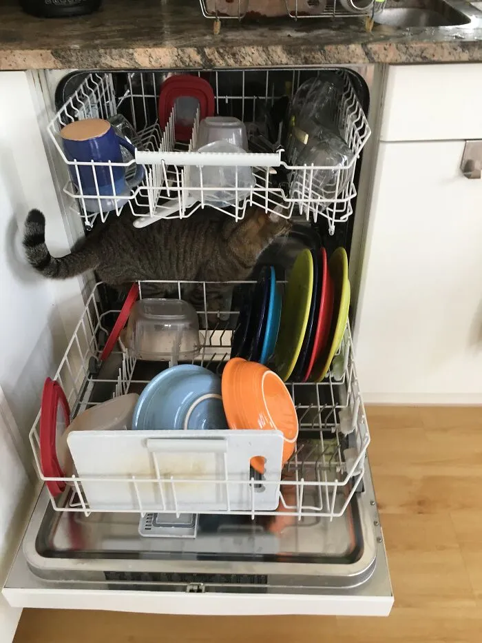 It’s Either This Or The 50 Other Cat Photos