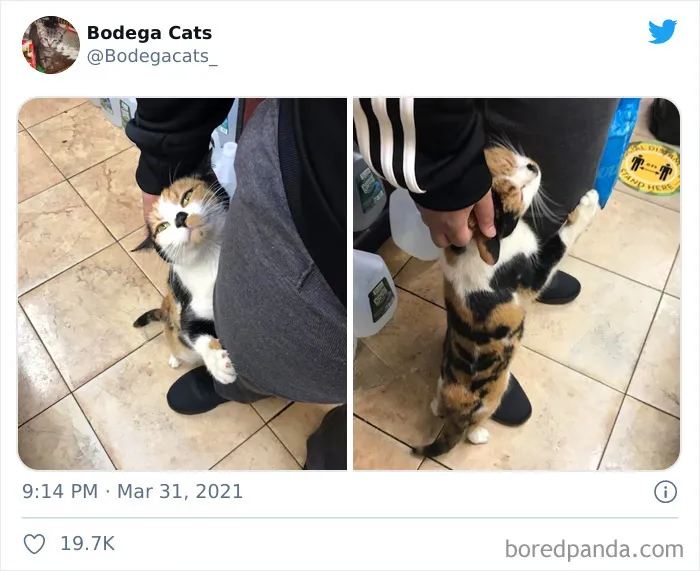 Esta cuenta de Twitter colecciona fotos de gatos en tiendecitas actuando como si fueran los dueños (50 fotos nuevas)