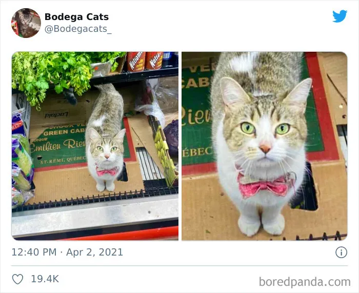 This Twitter Account Collects Photos Of Cats In Small Shops Looking Like They Own The Place (50 New Pics)