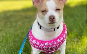 Hey Pandas, Turn A Pic Of Your Pet Into A Meme (Closed)