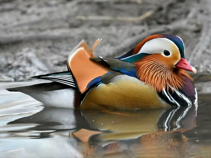 Random Duck 