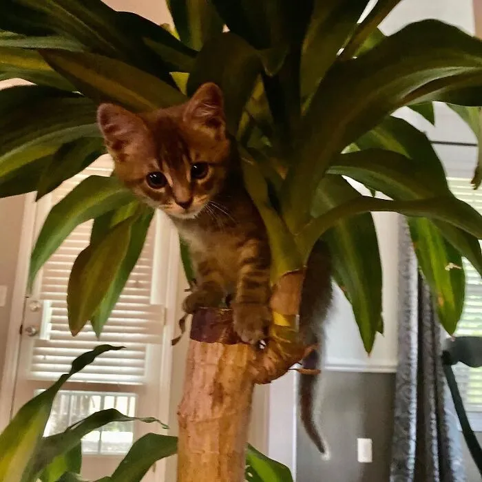 Baby Fay The Stray.