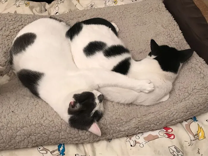 Sisterly Love. Pippin And Splodge