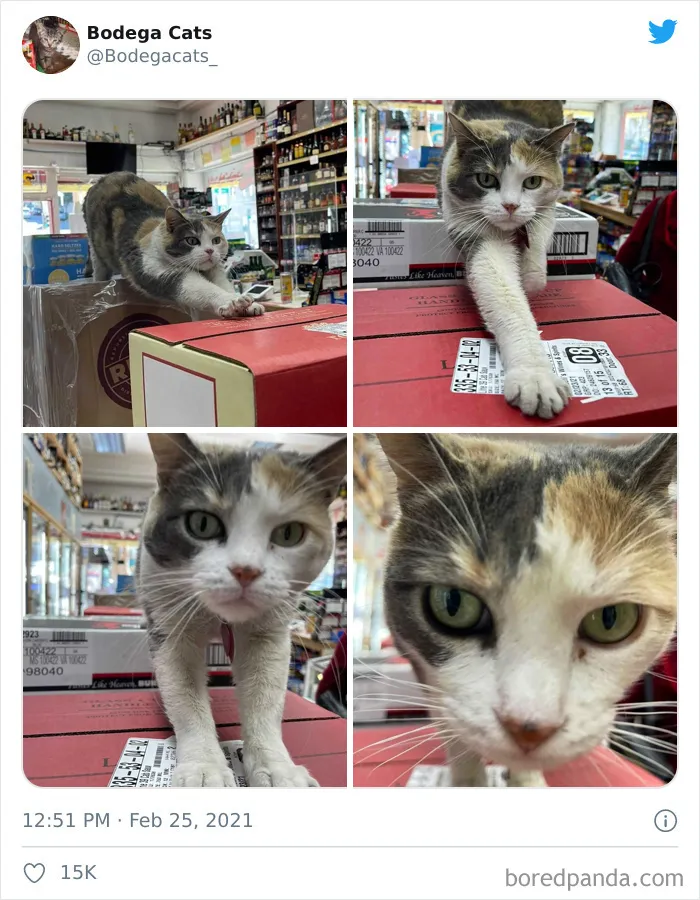Esta cuenta de Twitter colecciona fotos de gatos en tiendecitas actuando como si fueran los dueños (50 fotos nuevas)