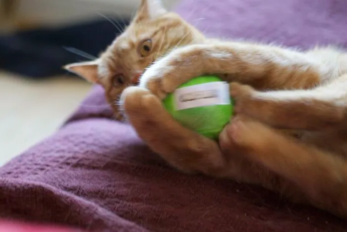 "¿Cuál es la cosa más estúpida que has visto hacer a tu mascota?" (30 respuestas)