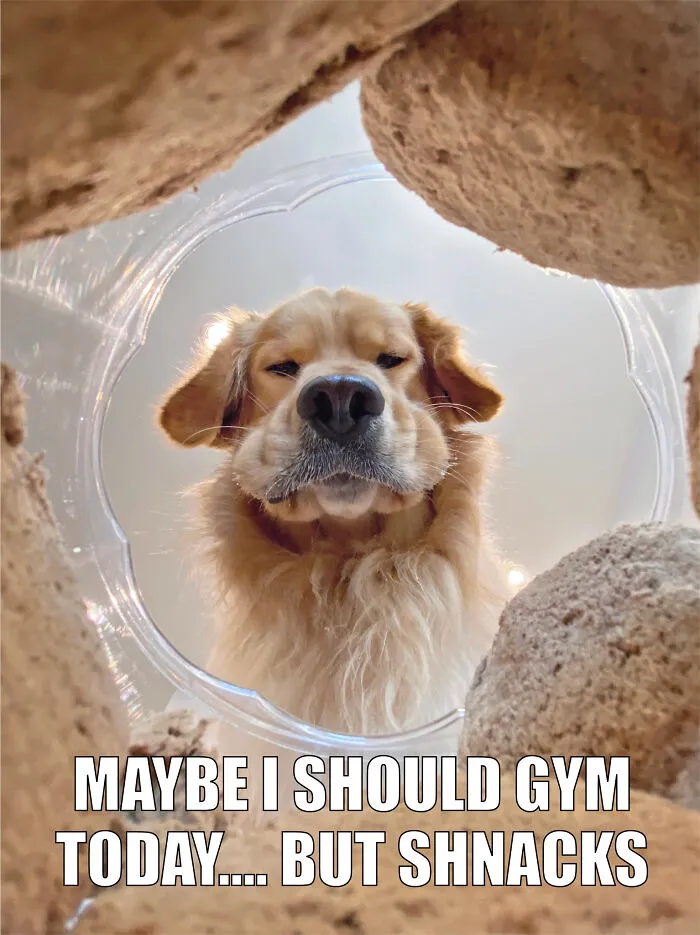 17 Spot-On Funny Pet Memes About Quarantine By Comedy Pet Photo Awards