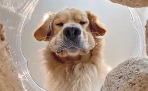 17 Spot-On Funny Pet Memes About Quarantine By Comedy Pet Photo Awards