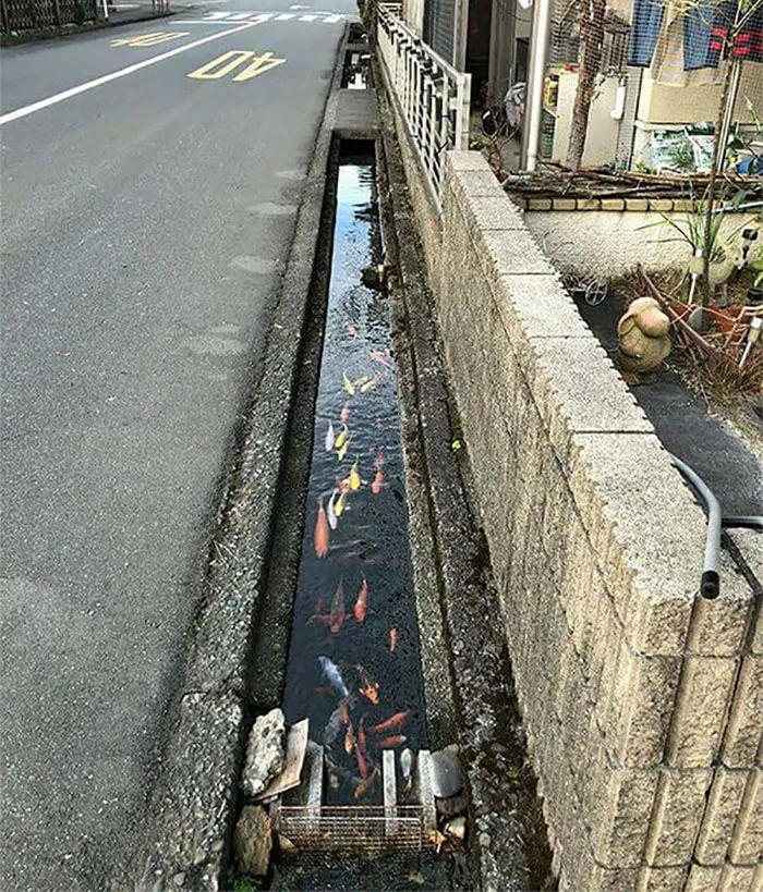 En los canales de desagüe de la calles situadas en la ciudad de Shimbara, el agua está tan limpia que allí viven peces koi