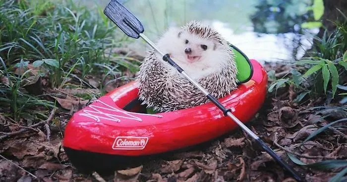 I Don’t Know Where I Saw It But It’s So Cute!