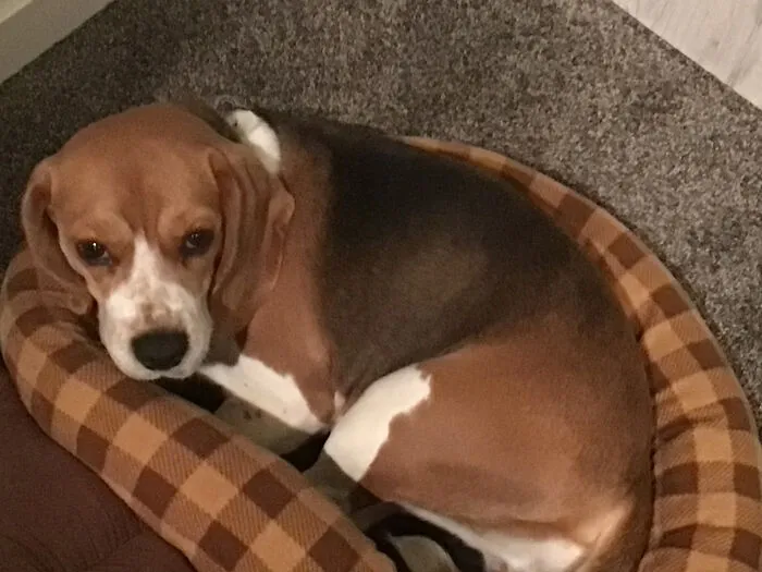 Here Be Waffles