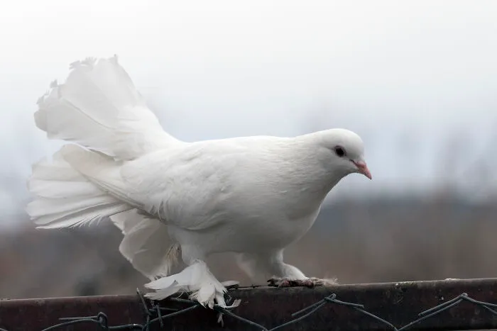 White Pigeons