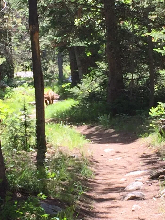 Close Encounter With A Bear!