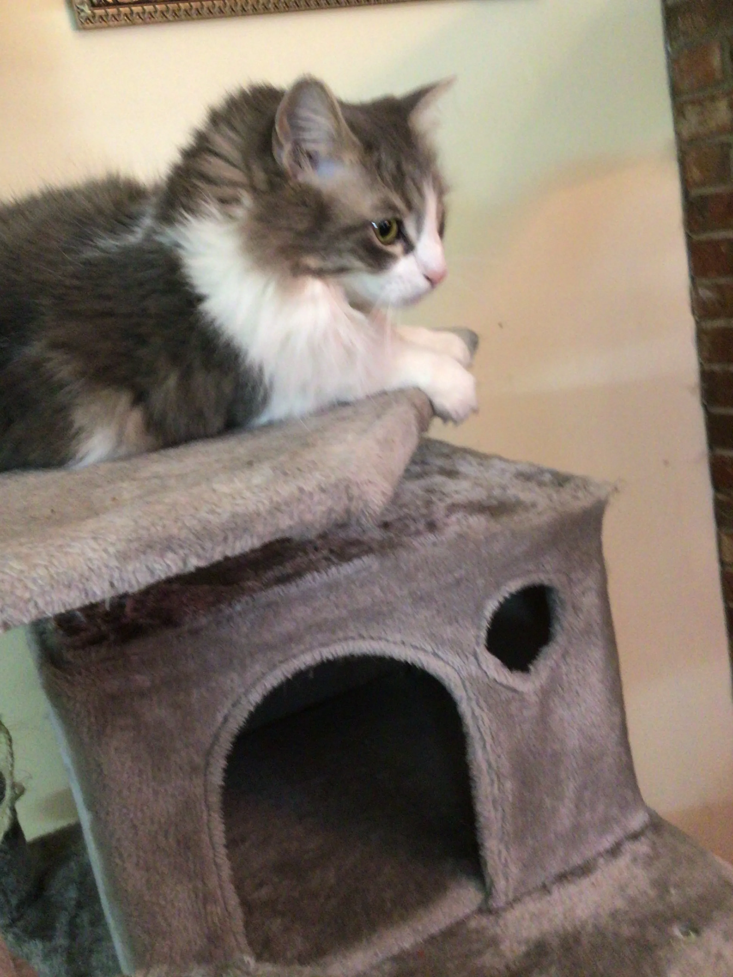 I Spend All Day With Four Little Cats That Act Like People.
