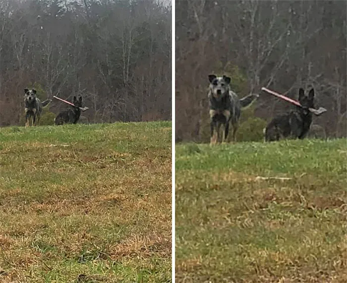 Hay muchas razones por las que tu cartero podría no entregar tus paquetes, y esta es una de ellas. Puedo manejar un perro, pero no un perro con un hacha