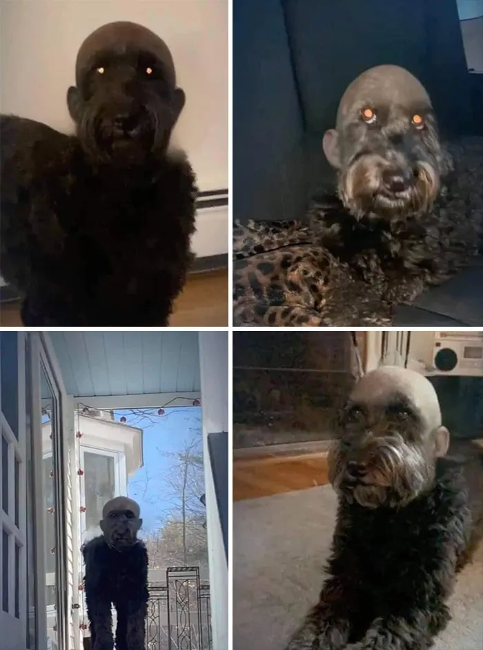 Este perro con el filtro de una calva