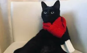 I Saved My Cat & Now She Saves Me Every Day (29 Pics)