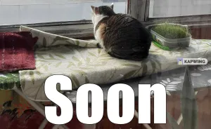 Hey Pandas, Turn A Pic Of Your Pet Into A Meme (Closed)