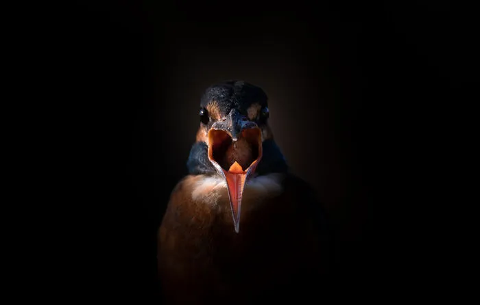 Kingfisher