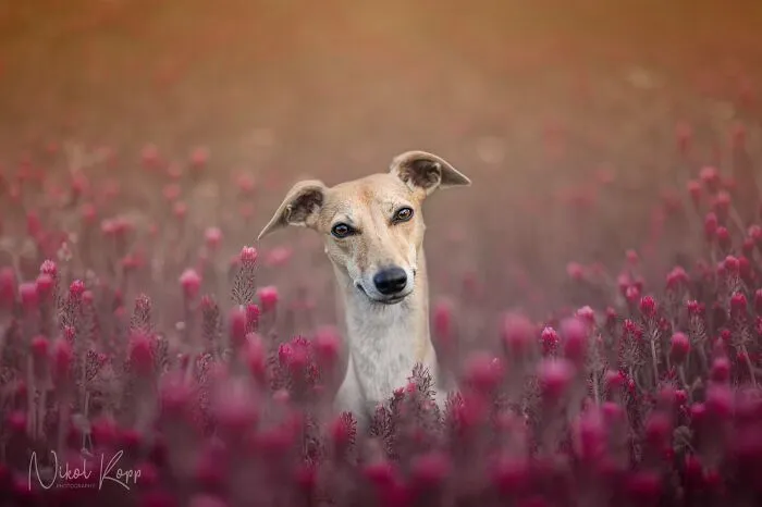 My Flower Power Dog Photos (10 Pics)