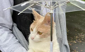 This Japanese Kitten And His Custom-Made Umbrella Will Probably Brighten Up Your Day