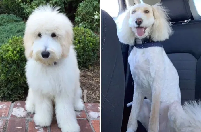 The 'What I Wanted Vs. What I Got' Trend Has People Sharing Funny Stories Of Frustration