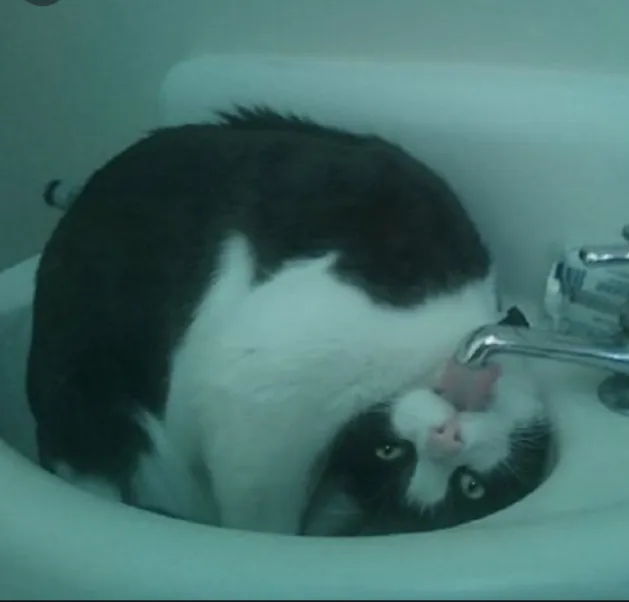 5 Pics Of Cats In Places---Where They Shouldn't Be!