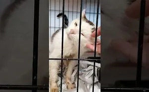 Ashley & Larry. 
two Little Friends That Fight For Their Lives!