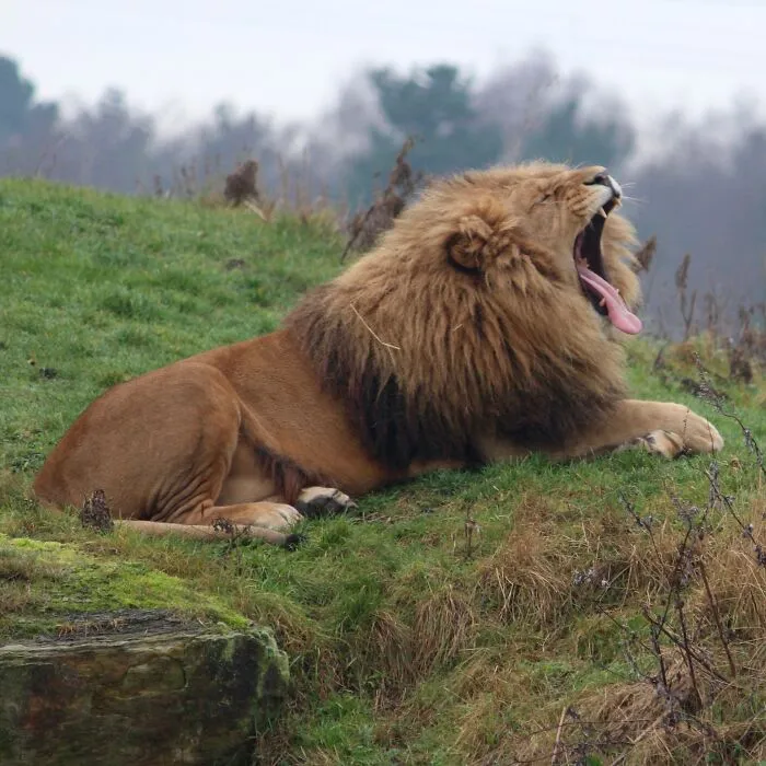 Zookeepers Anonymously Reveal The Darkest Zoo Secrets They Keep Shut Behind Bars (35 Pics)