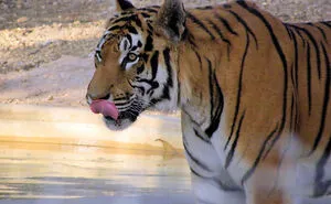 Zookeepers Anonymously Reveal The Darkest Zoo Secrets They Keep Shut Behind Bars (35 Pics)