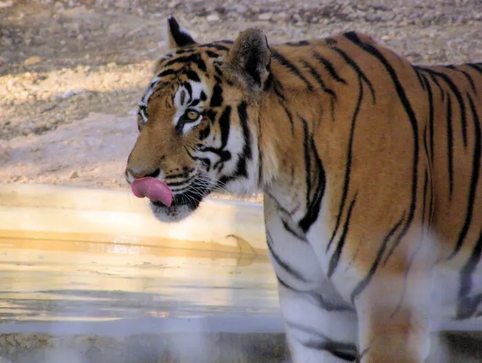 Zookeepers-Share-Dark-Zoo-Secrets