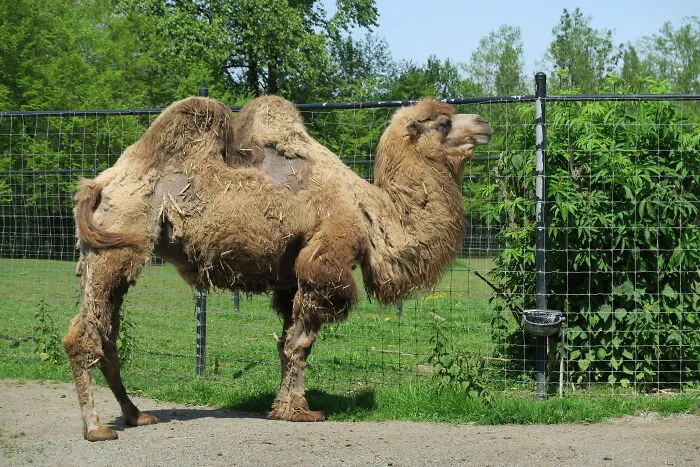 Zookeepers Anonymously Reveal The Darkest Zoo Secrets They Keep Shut Behind Bars (35 Pics)