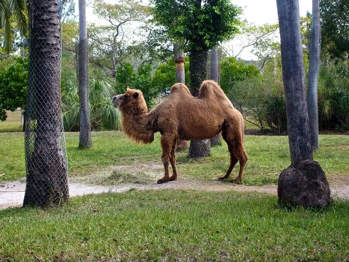 Zookeepers Anonymously Reveal The Darkest Zoo Secrets They Keep Shut Behind Bars (35 Pics)
