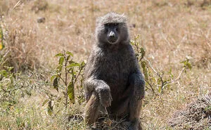Zookeepers Anonymously Reveal The Darkest Zoo Secrets They Keep Shut Behind Bars (35 Pics)