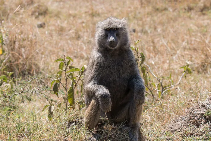 Zookeepers Anonymously Reveal The Darkest Zoo Secrets They Keep Shut Behind Bars (35 Pics)