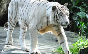 Zookeepers Anonymously Reveal The Darkest Zoo Secrets They Keep Shut Behind Bars (35 Pics)