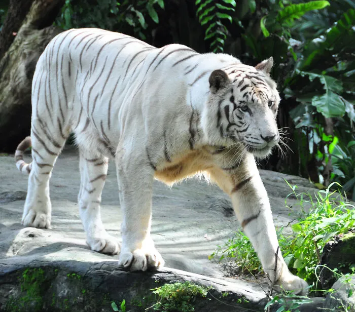 Zookeepers Anonymously Reveal The Darkest Zoo Secrets They Keep Shut Behind Bars (35 Pics)
